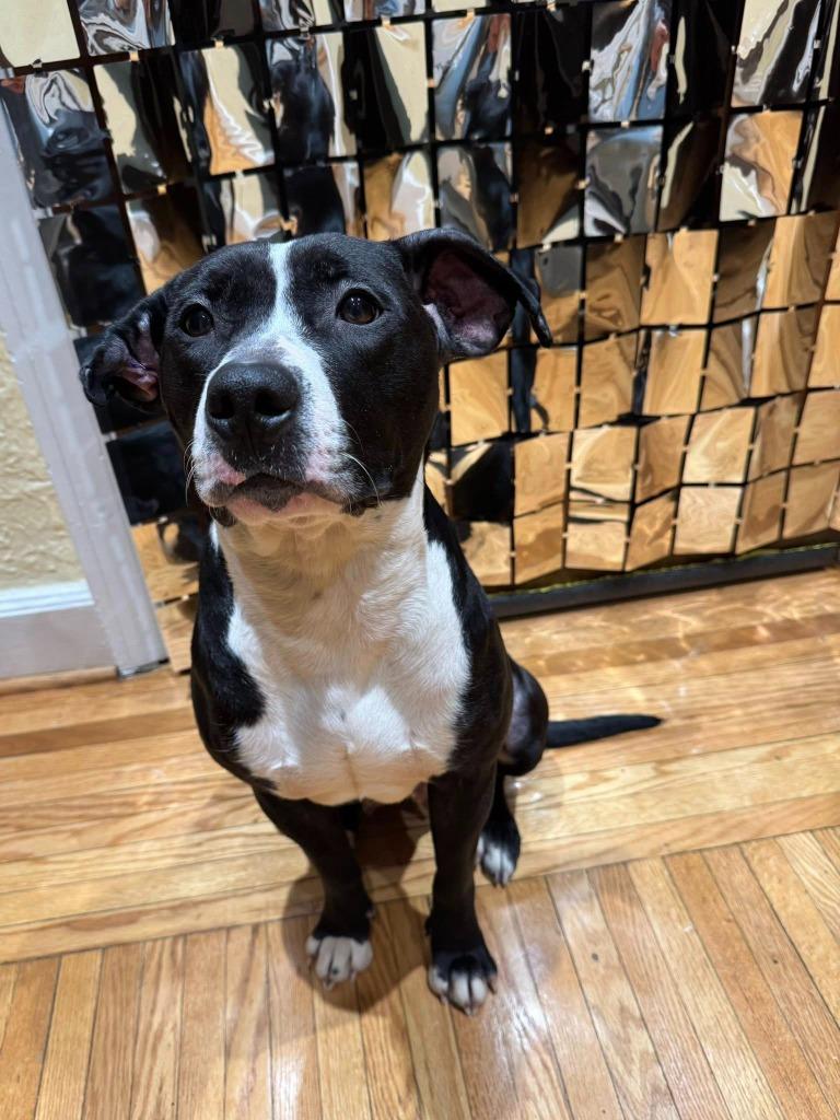 Enlarge Meg Ryan, a Adoptable mixed breed in Detroit, MI image 6/6