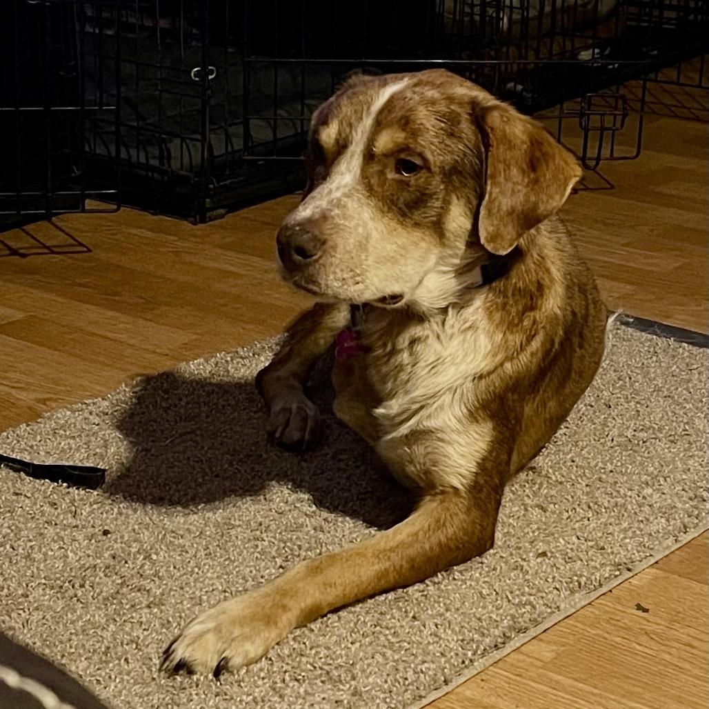 Franklin, a Adoptable Shepherd in Crystal, MN image 2/2
