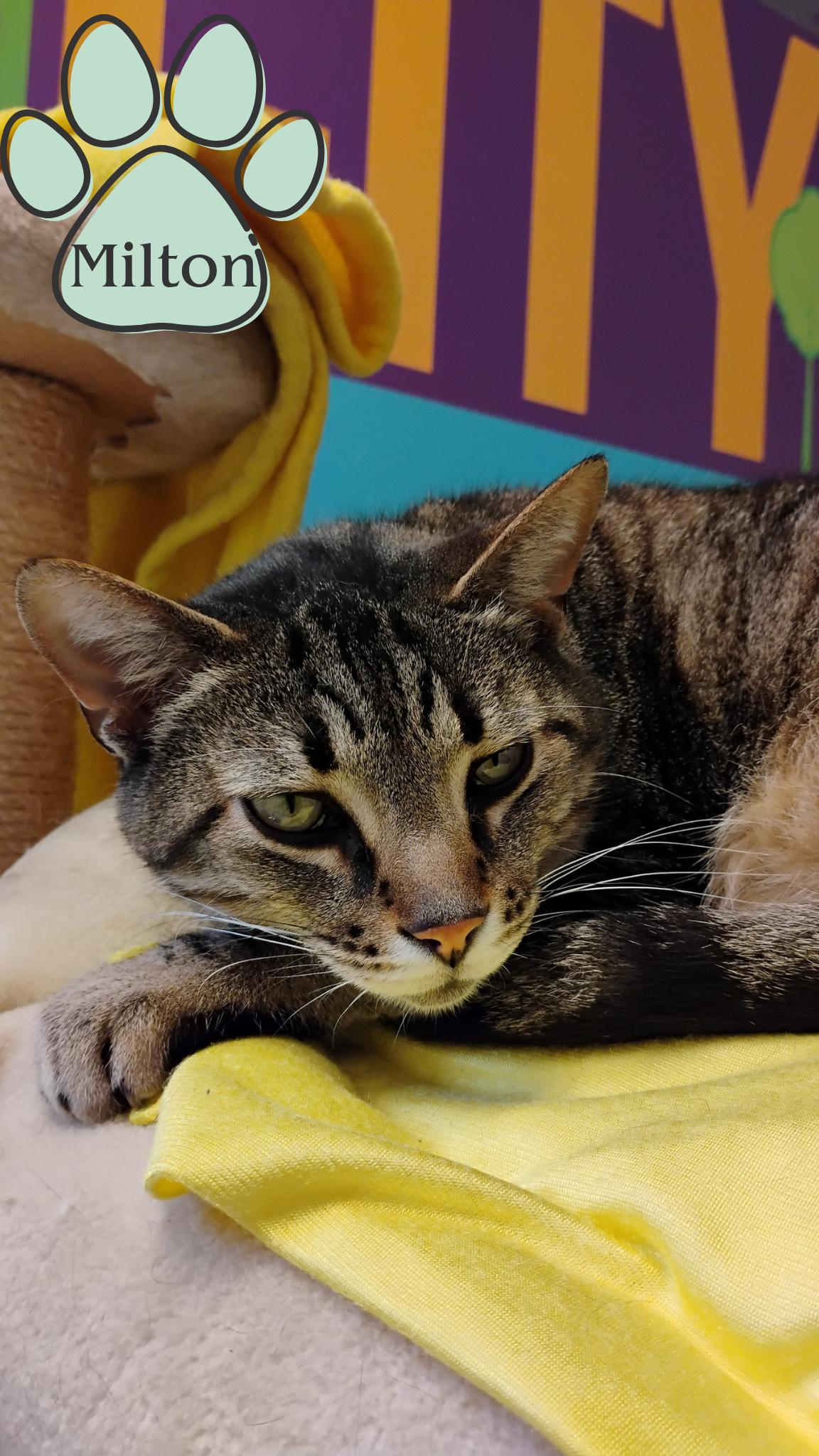 Milton, Adult Male Domestic Short Hair