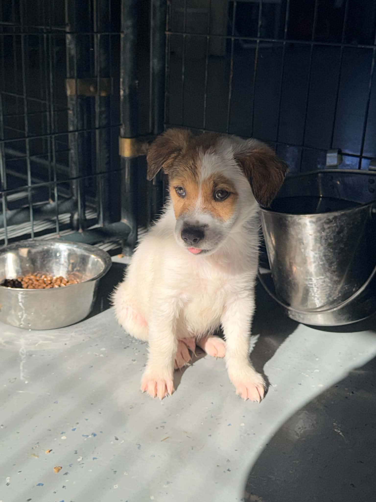 Enlarge Loki, a Adopted mixed breed in Bishopville, SC image 1/2