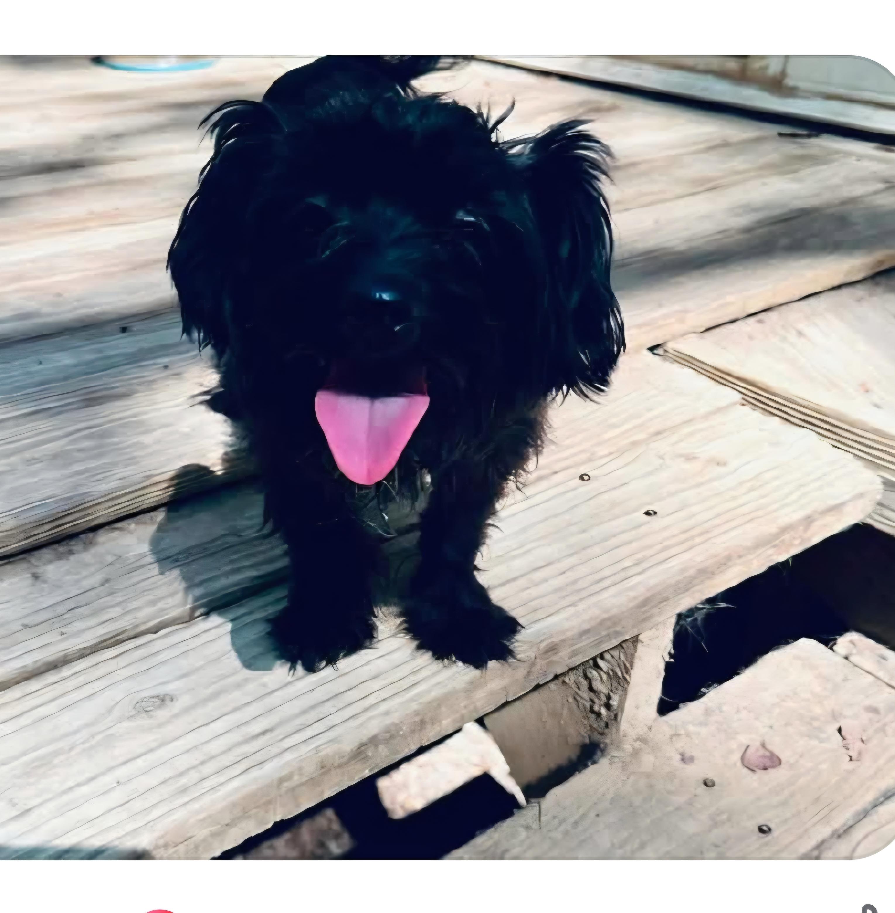 Keeley, Adoptable, Adult Female Poodle (Toy).