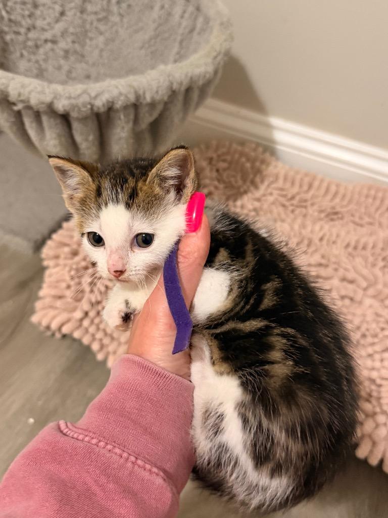 *Zendaya — thumbnail 2