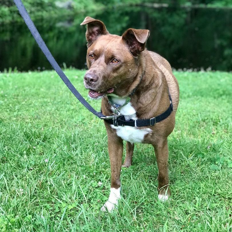 Enlarge Zorro, a Adoptable mixed breed in Danbury, CT image 1/11