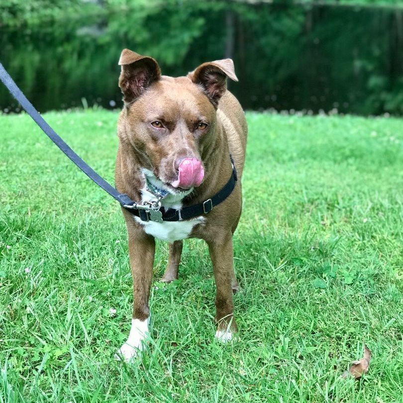 Enlarge Zorro, a Adoptable mixed breed in Danbury, CT image 2/11
