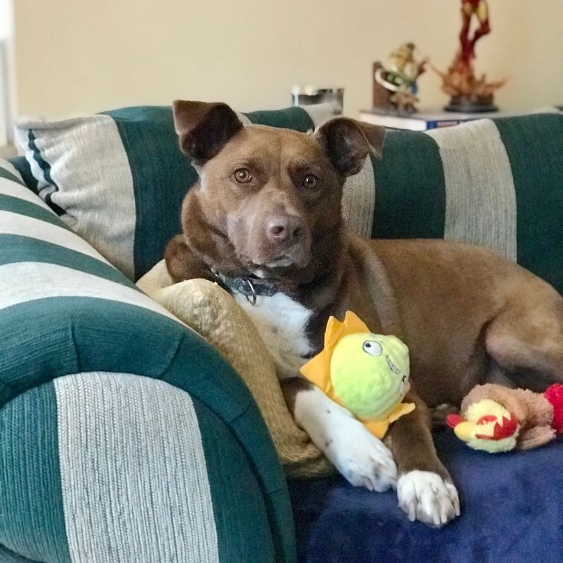 Enlarge Zorro, a Adoptable mixed breed in Danbury, CT image 3/11