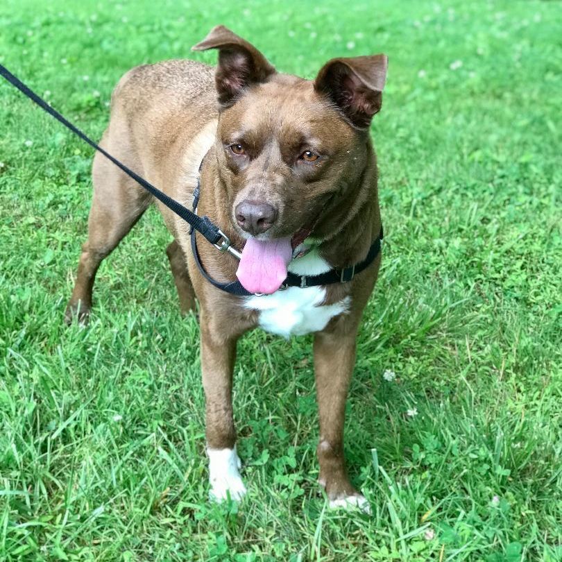 Enlarge Zorro, a Adoptable mixed breed in Danbury, CT image 5/11