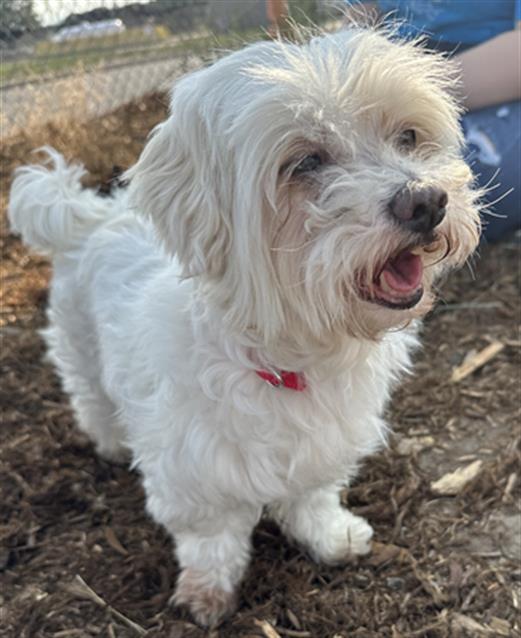 PRECIOUS, Adoptable, Adult Female Bichon Frise & Poodle.