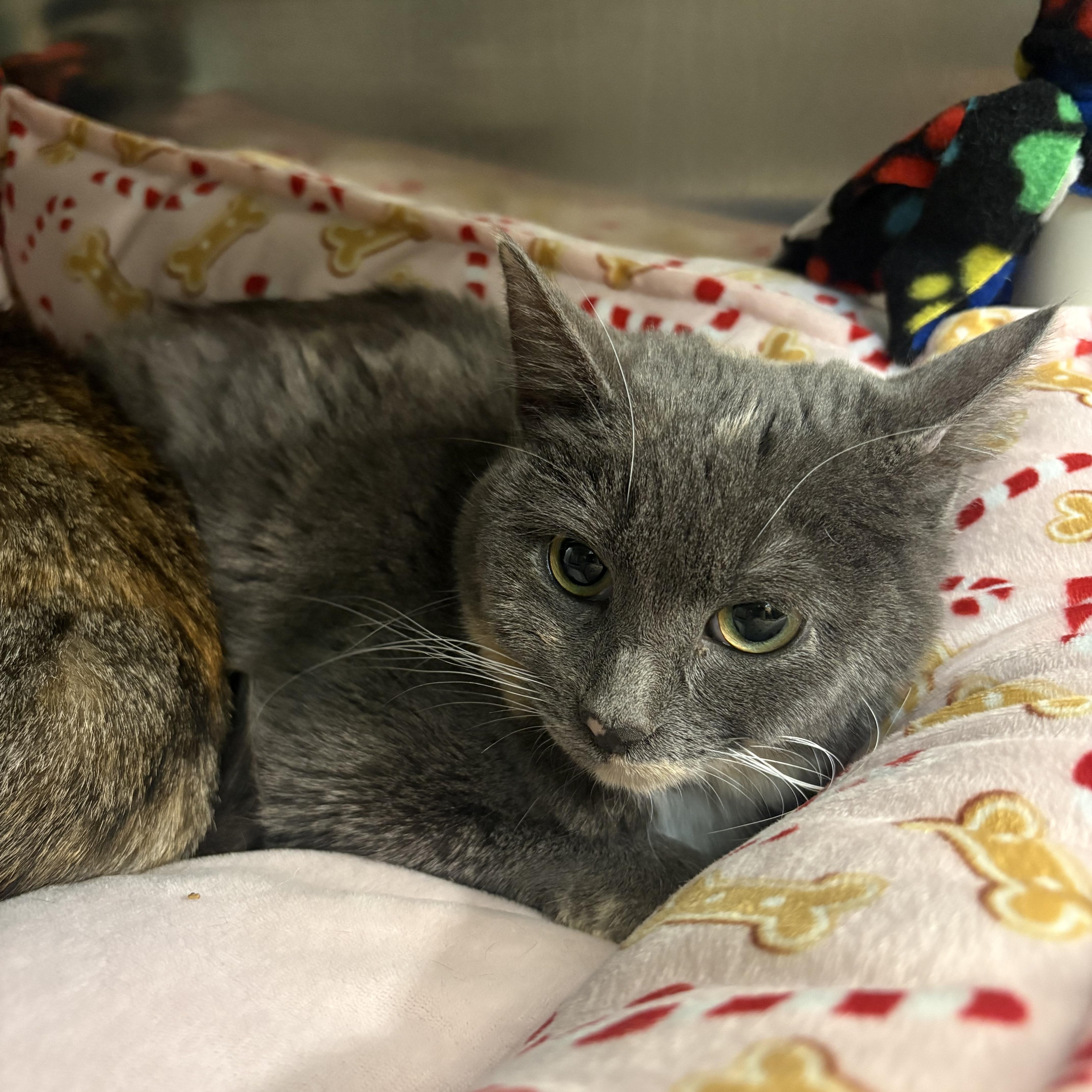 Blue, adopted, Kitten Female Dilute Tortoiseshell & Russian Blue.