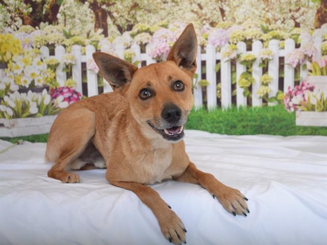 Enlarge BRUTUS, a Adoptable mixed breed in Oroville, CA image 1/1