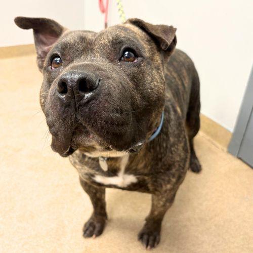 TREVOR, Adoptable, Adult Male Staffordshire Bull Terrier & Shar-Pei.