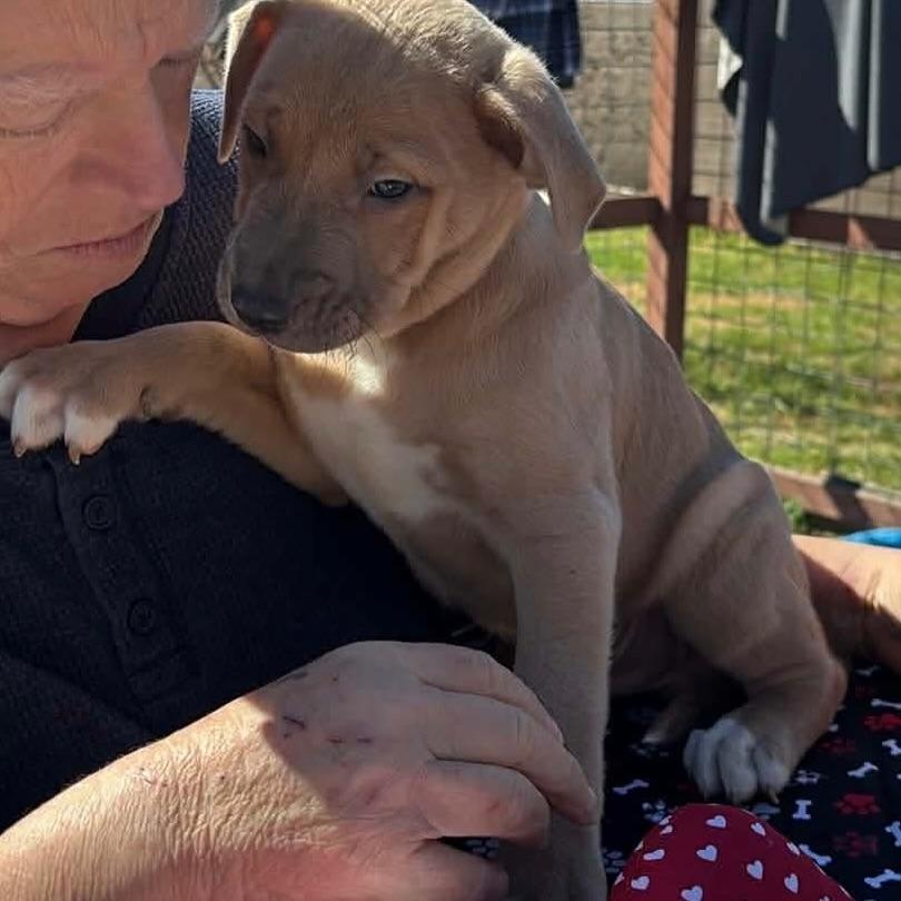 Flik, adopted, Puppy Male American Staffordshire Terrier.