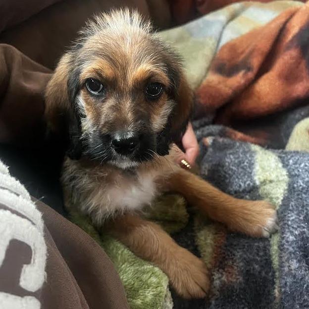 Ella Joy, Adoptable, Puppy Female Poodle & Mixed Breed.