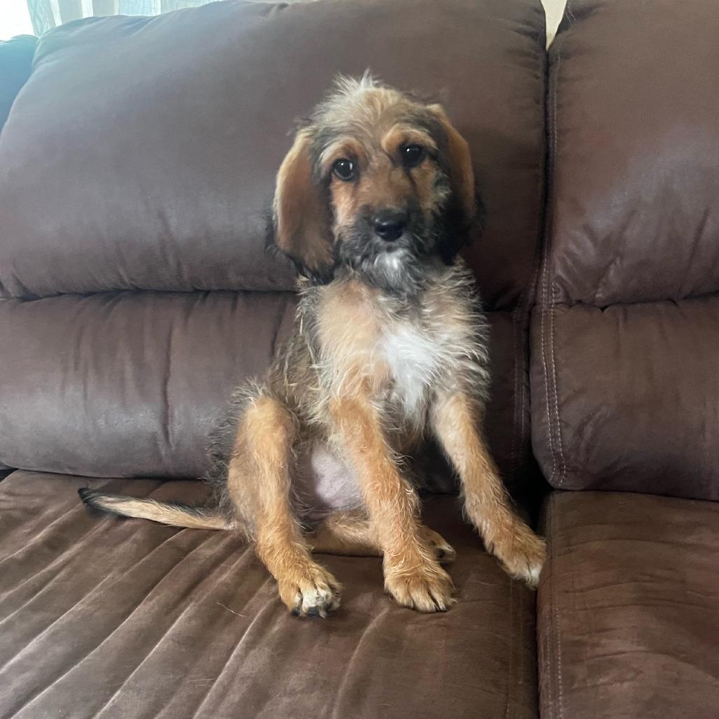 Ella Joy, a Adoptable mixed breed in Alma, WI image 2/6
