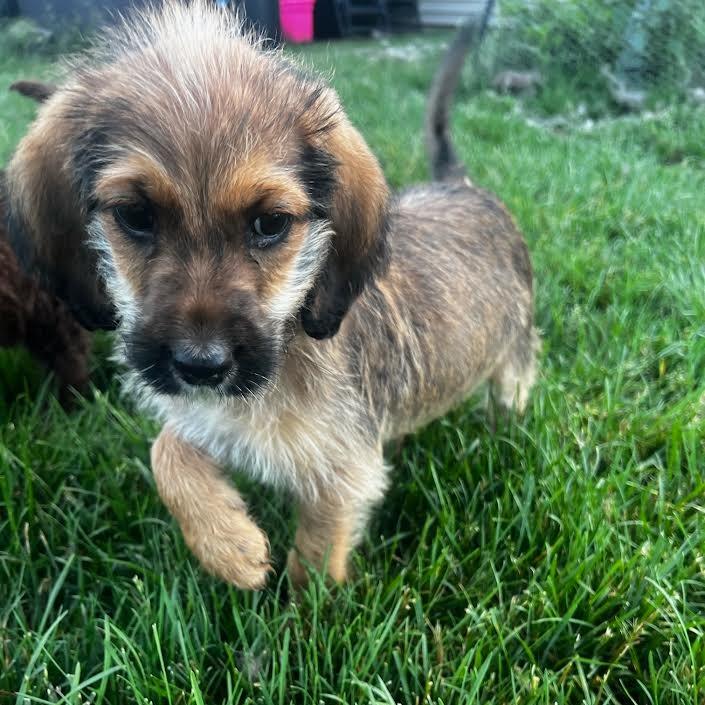 Ella Joy, a Adoptable mixed breed in Alma, WI image 3/6