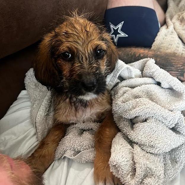 Ella Joy, a Adoptable mixed breed in Alma, WI image 4/6
