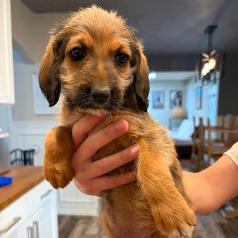 Ella Joy, a Adoptable mixed breed in Alma, WI image 5/6