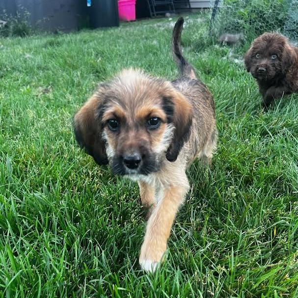Ella Joy, a Adoptable mixed breed in Alma, WI image 6/6