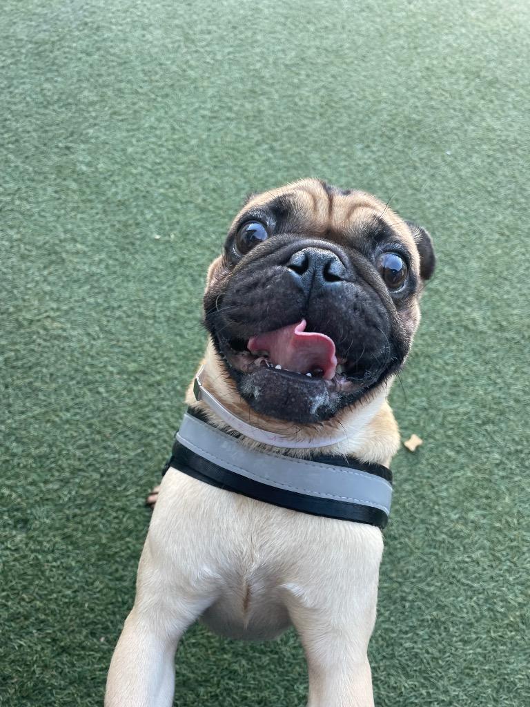 Sawyer, Adoptable, Adult Male Pug.