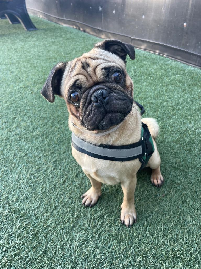 Enlarge Sawyer, a Adoptable Pug in Gardena, CA image 3/6
