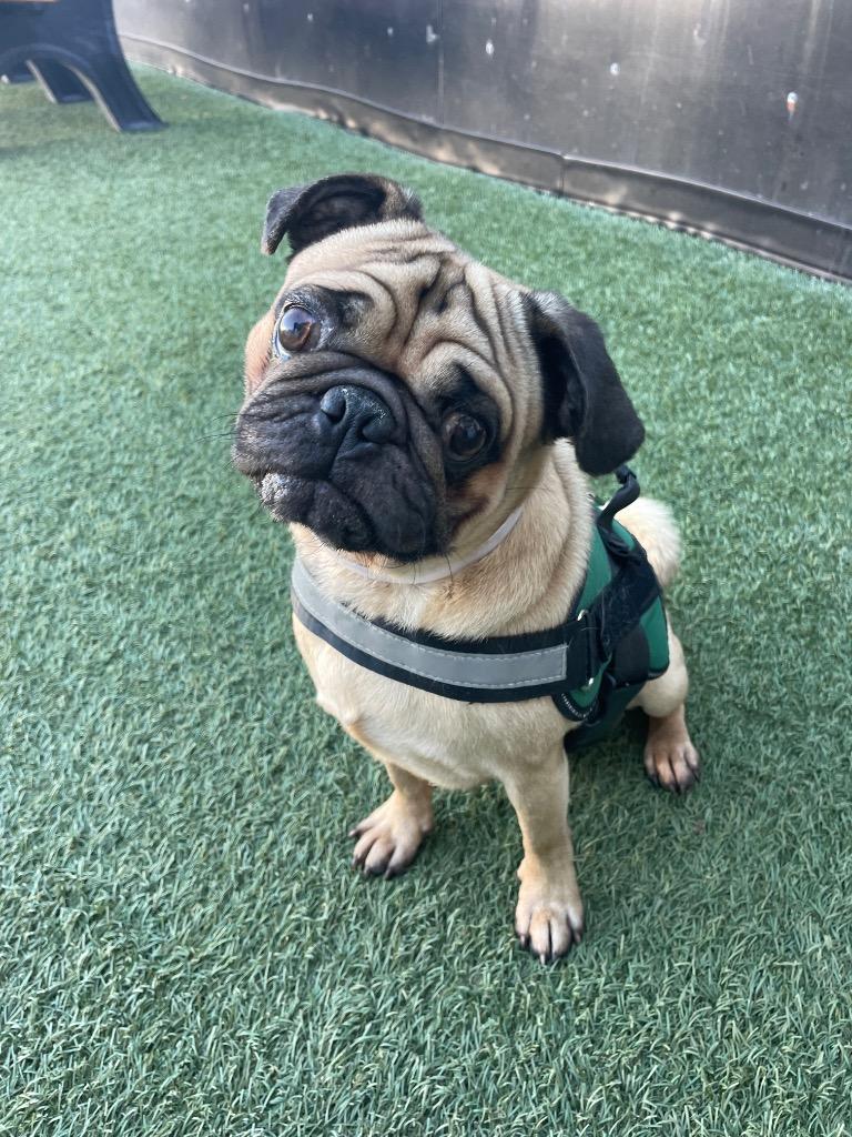 Enlarge Sawyer, a Adoptable Pug in Gardena, CA image 4/6