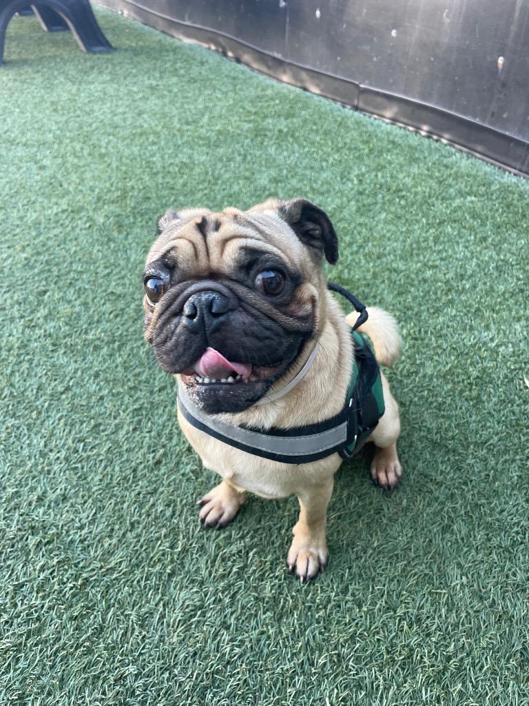 Enlarge Sawyer, a Adoptable Pug in Gardena, CA image 4/6