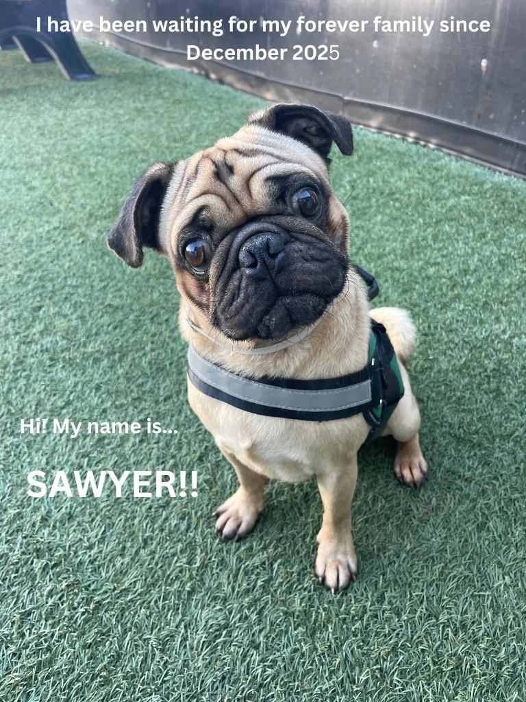Enlarge Sawyer, a Adoptable Pug in Gardena, CA image 5/6
