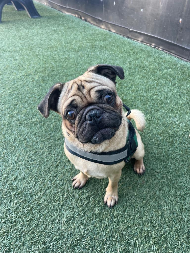 Enlarge Sawyer, a Adoptable Pug in Gardena, CA image 5/6
