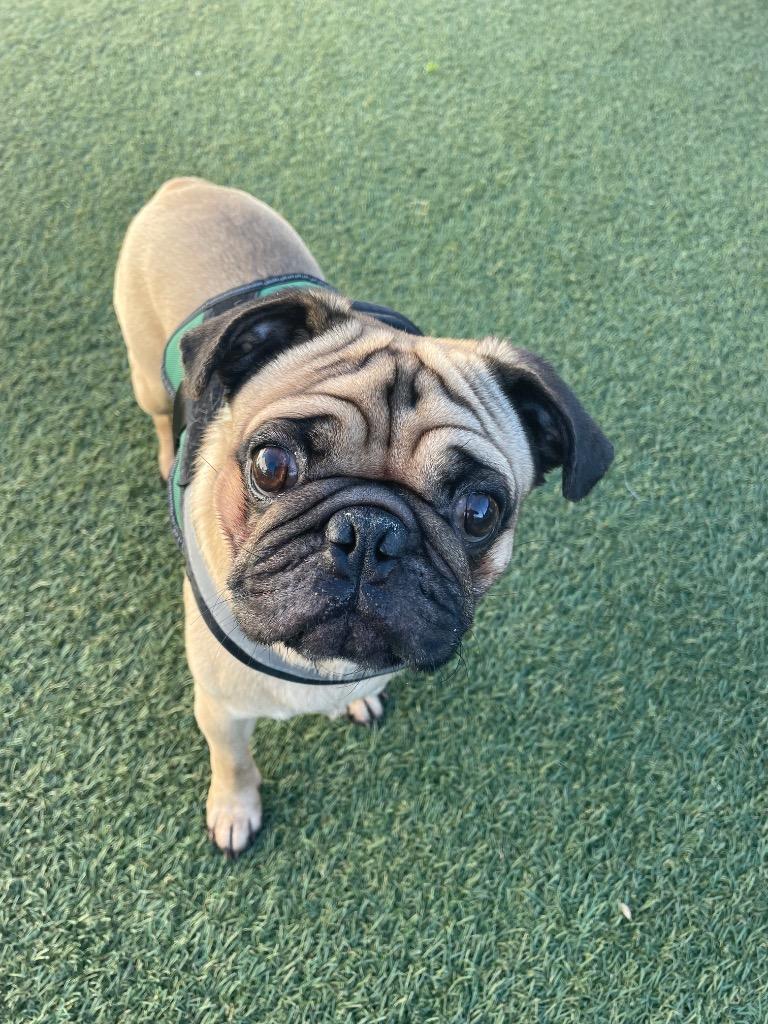 Enlarge Sawyer, a Adoptable Pug in Gardena, CA image 6/6