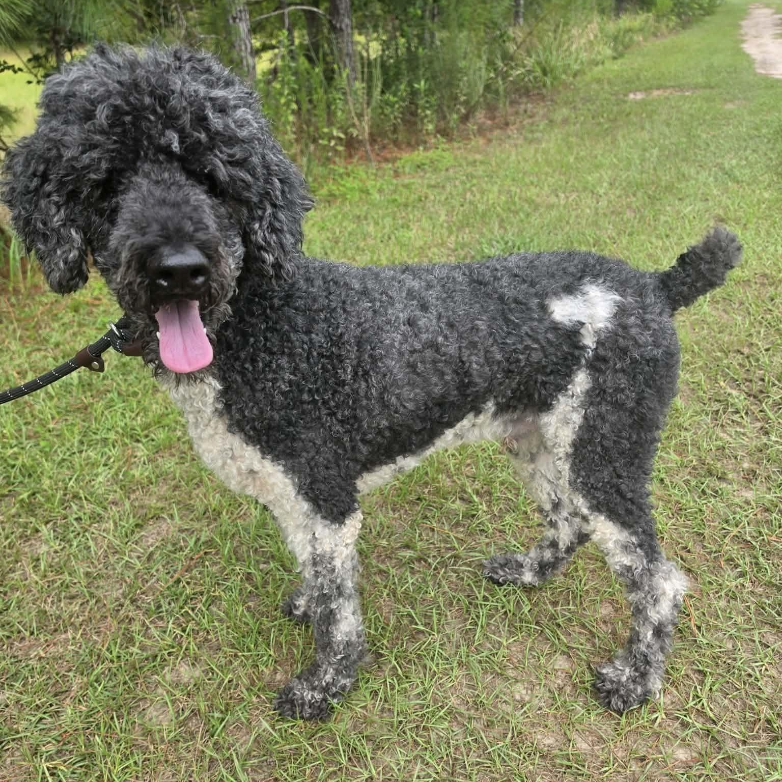Finley, a Adoptable Poodle in Southfield , MI image 6/6