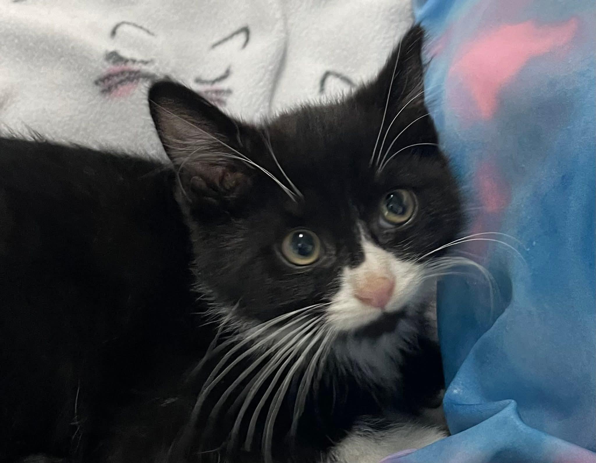 Kiss, ADOPTABLE, Kitten Male Domestic Medium Hair.