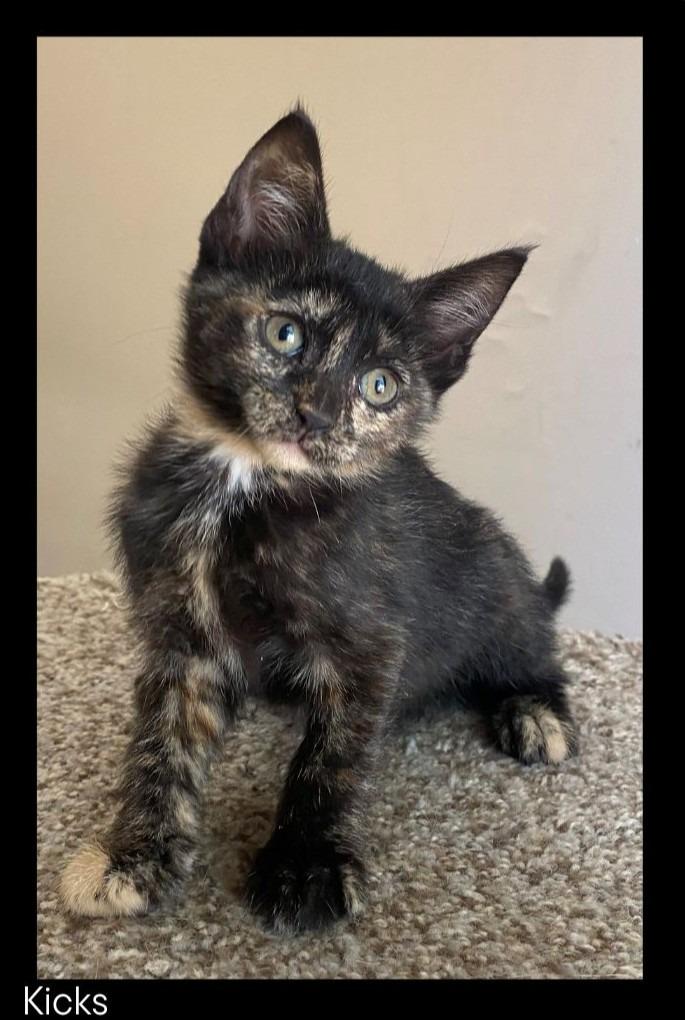Enlarge Kicks, a Adopted mixed breed in Chino Valley, AZ image 1/1