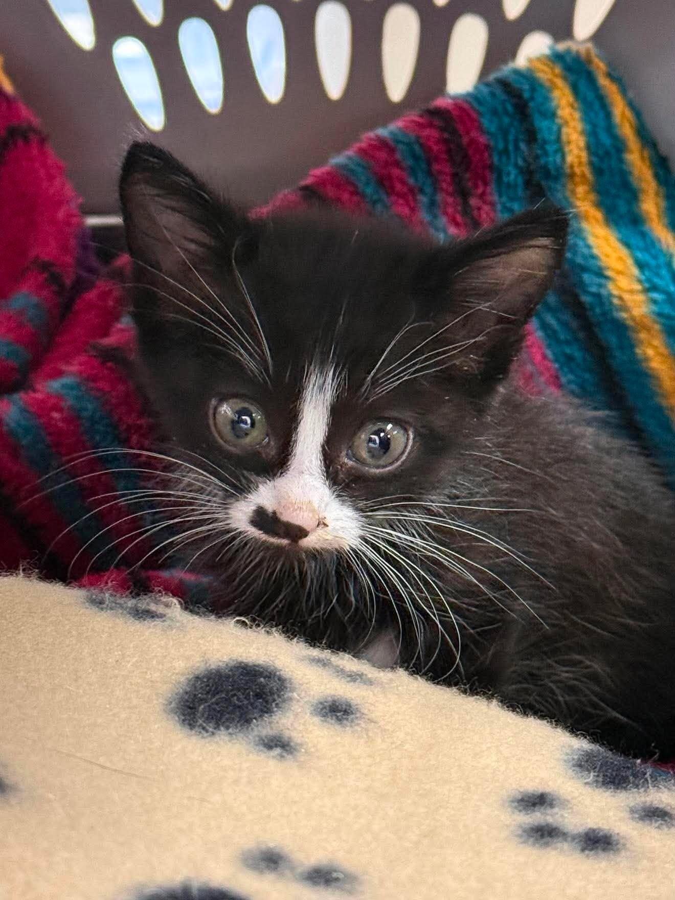 Velcro, Adoptable, Kitten Female Domestic Short Hair.