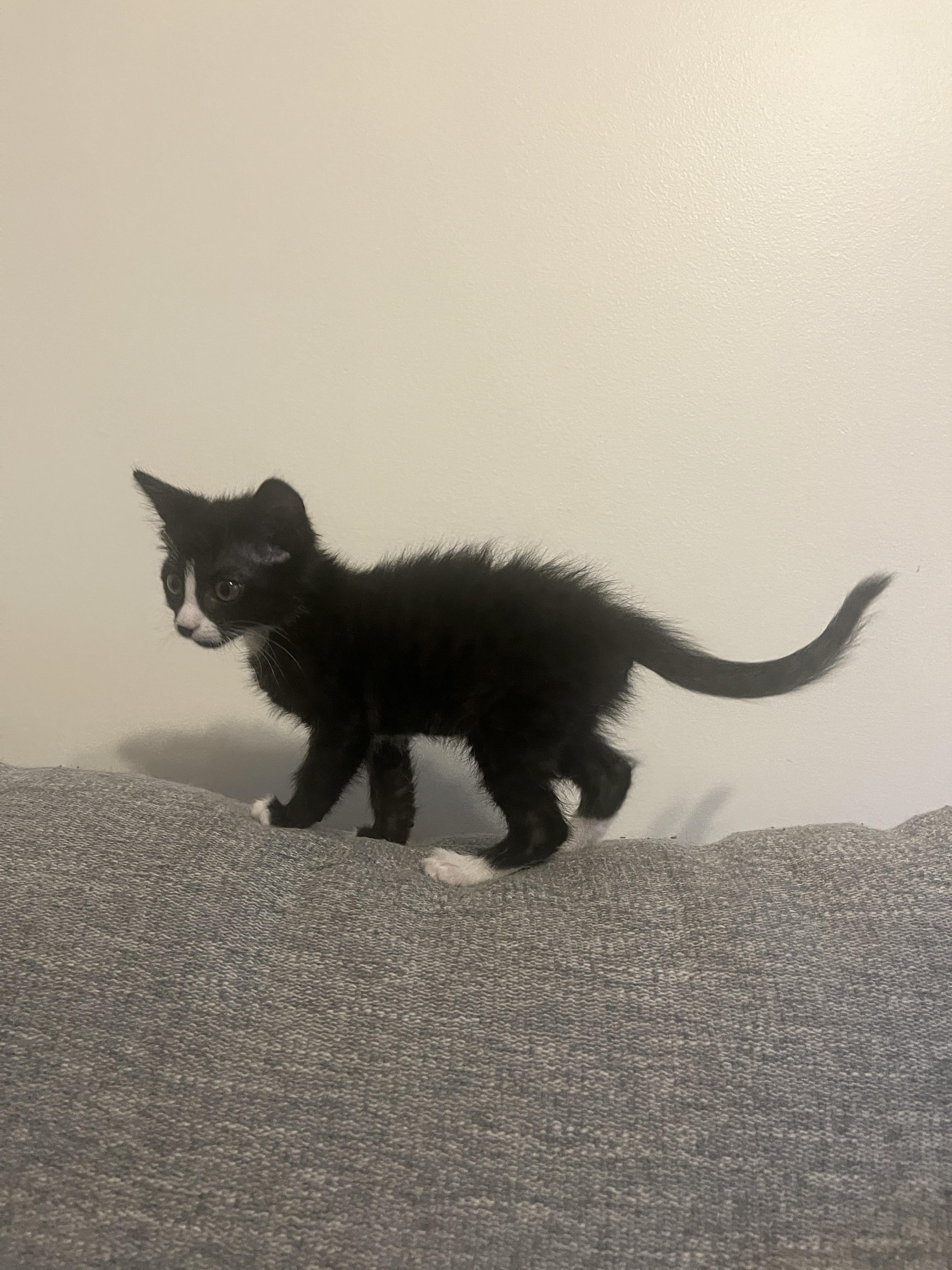 Enlarge Velcro, a Adoptable Domestic Short Hair in Fruit Heights, UT image 2/6