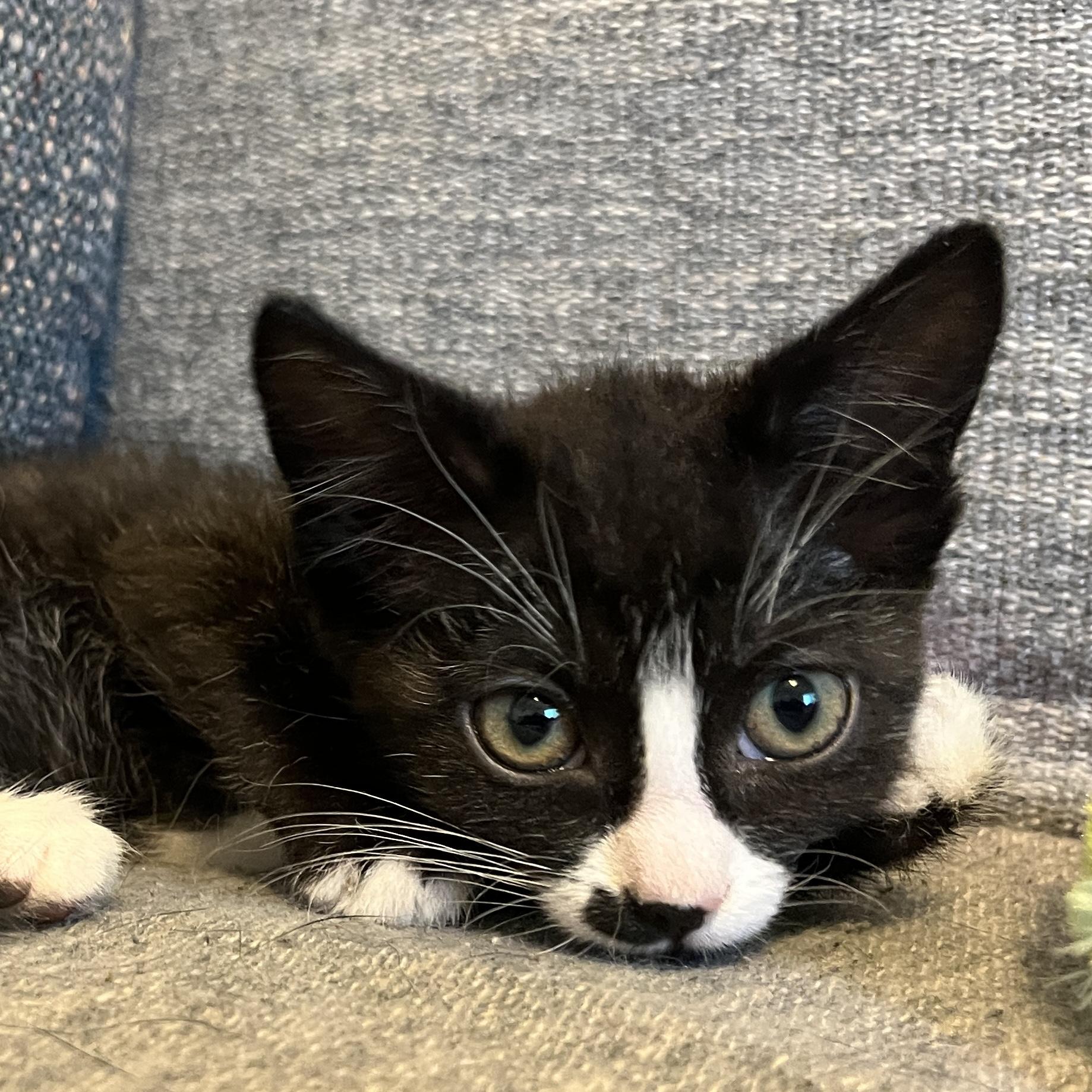 Enlarge Velcro, a Adoptable Domestic Short Hair in Fruit Heights, UT image 3/6