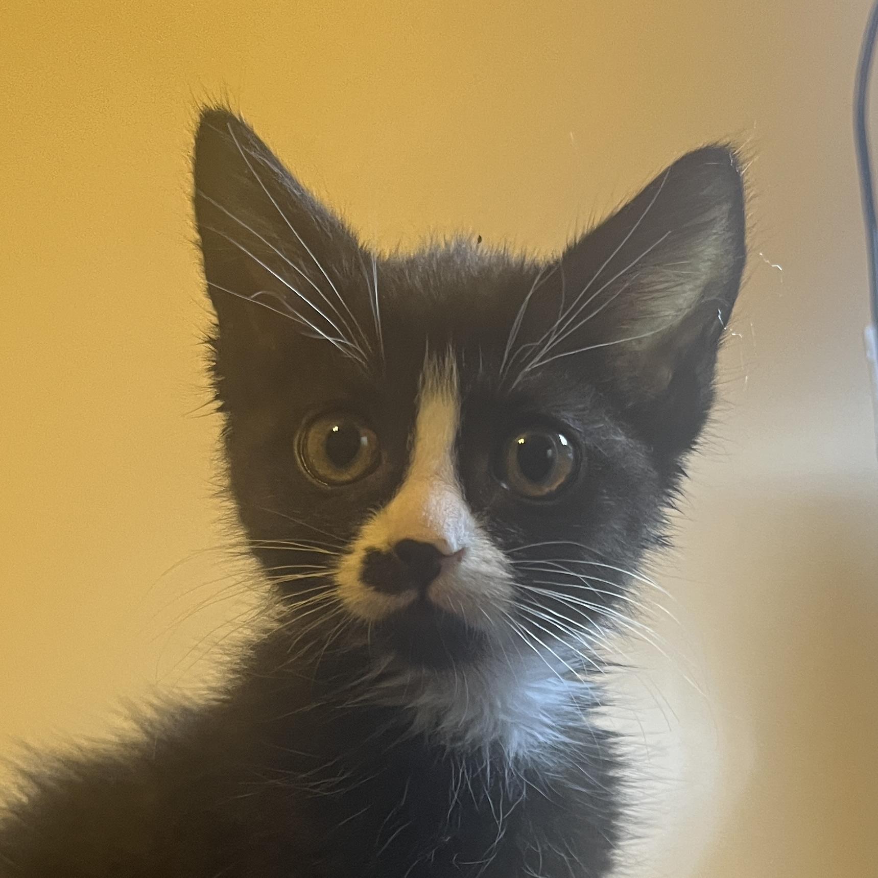 Enlarge Velcro, a Adoptable Domestic Short Hair in Fruit Heights, UT image 4/6