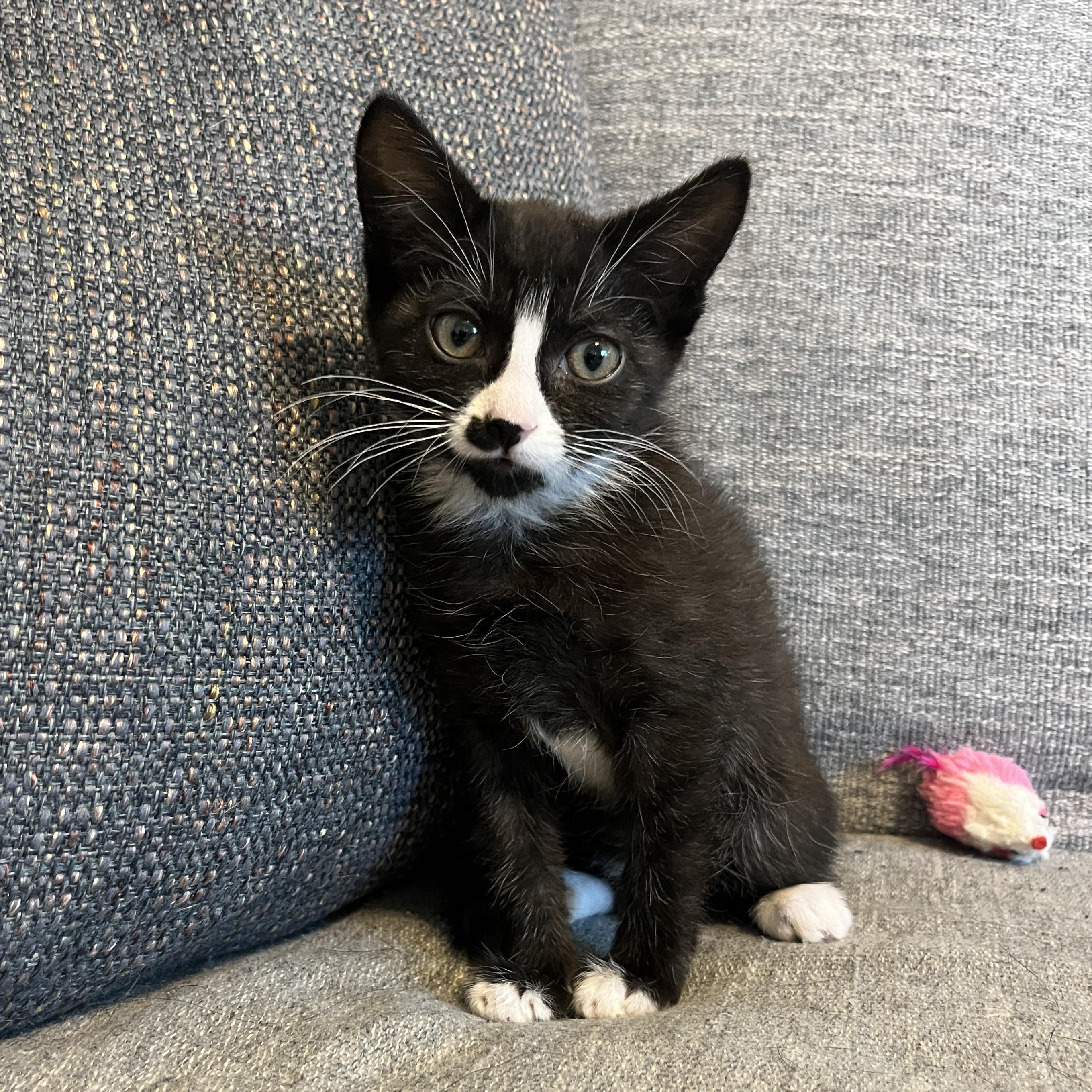 Enlarge Velcro, a Adoptable Domestic Short Hair in Fruit Heights, UT image 5/6