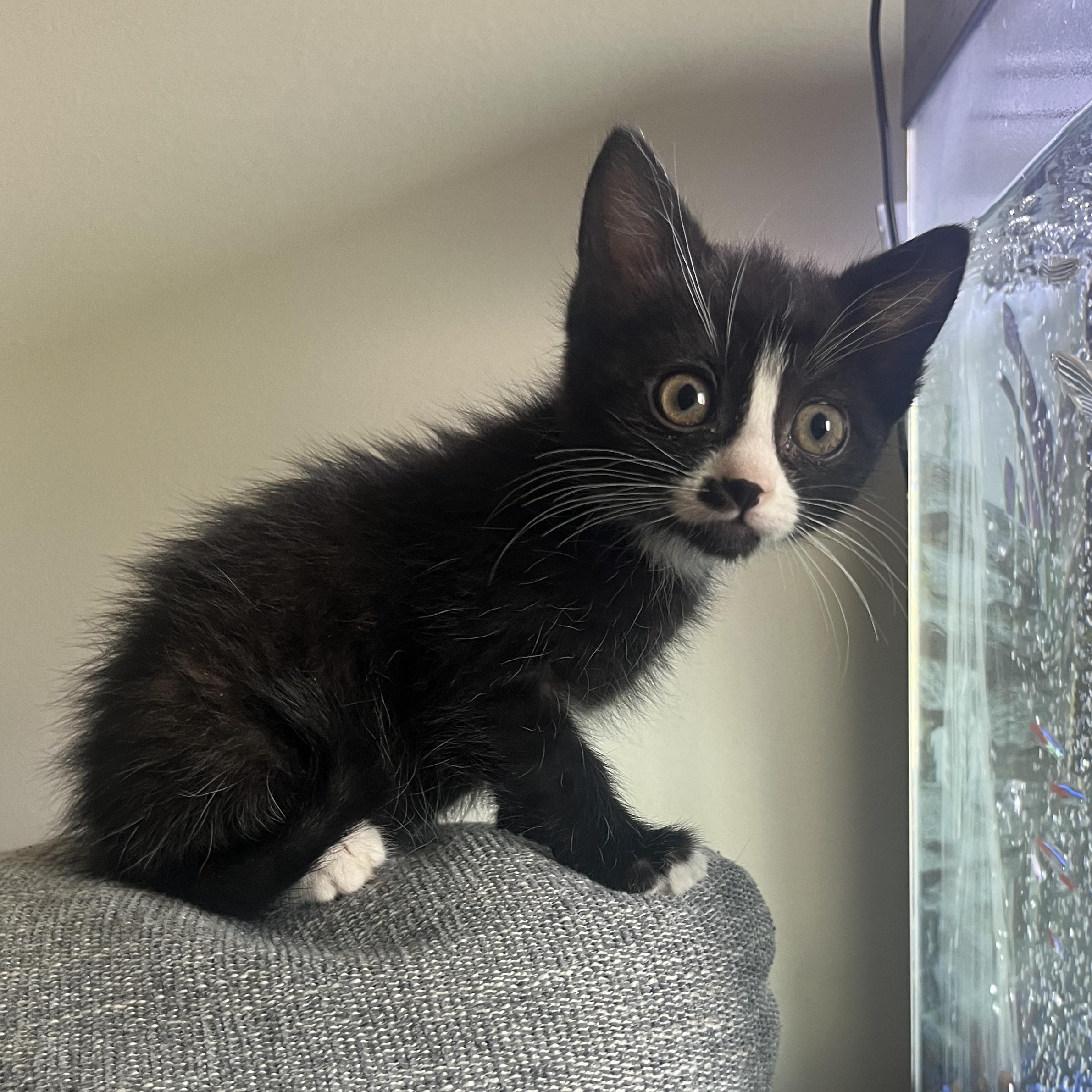Enlarge Velcro, a Adoptable Domestic Short Hair in Fruit Heights, UT image 6/6