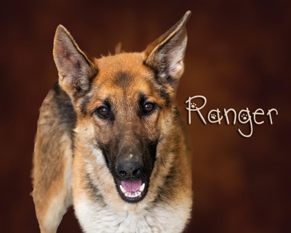 Enlarge Ranger, a ADOPTABLE German Shepherd Dog in Somerset, PA image 1/1