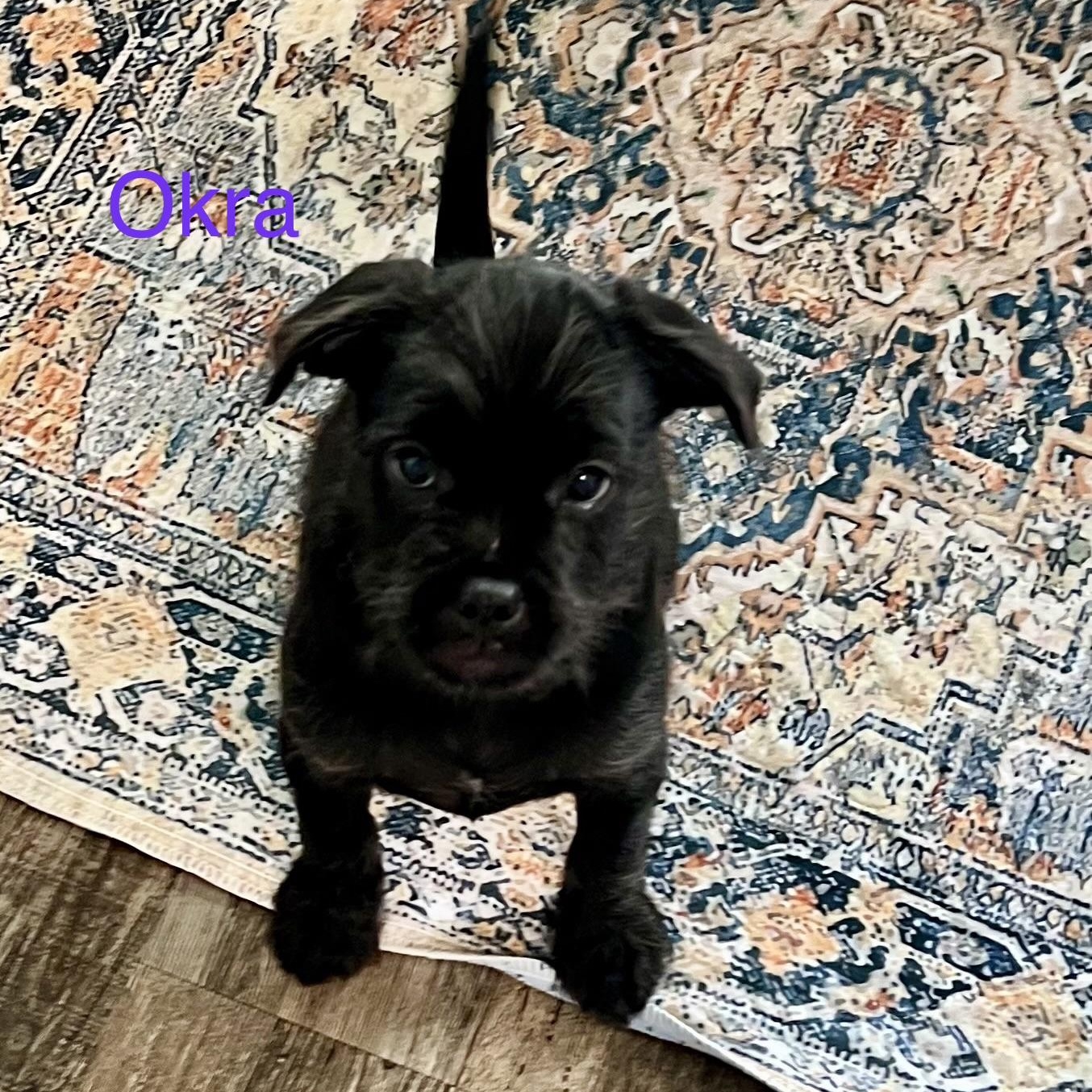 Okra, ADOPTABLE, Puppy Female Pug & Schnauzer.