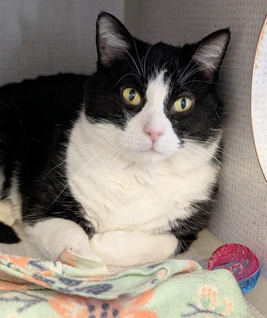 GIBSON, Adoptable, Adult Male Domestic Short Hair.