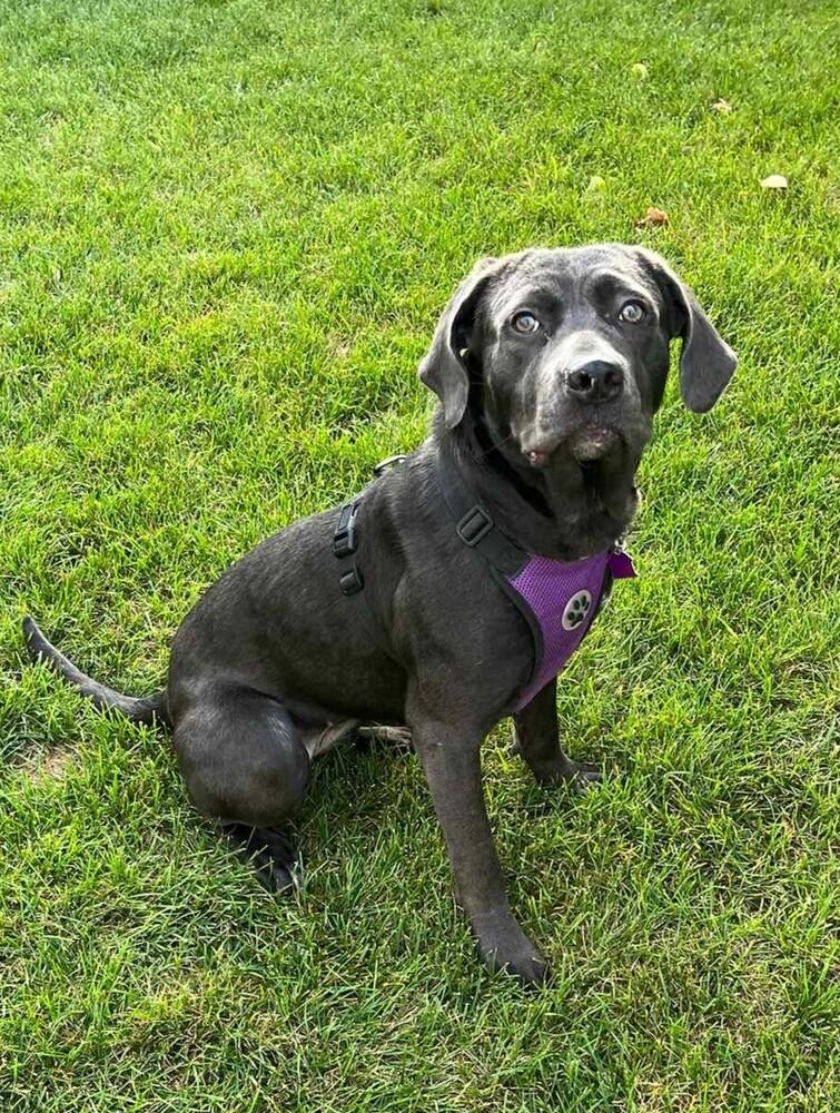 Lilac, Adoptable, Young Female Labrador Retriever.