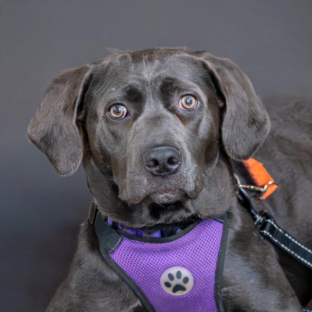 Enlarge Lilac, a Adoptable mixed breed in Mundelein, IL image 2/6