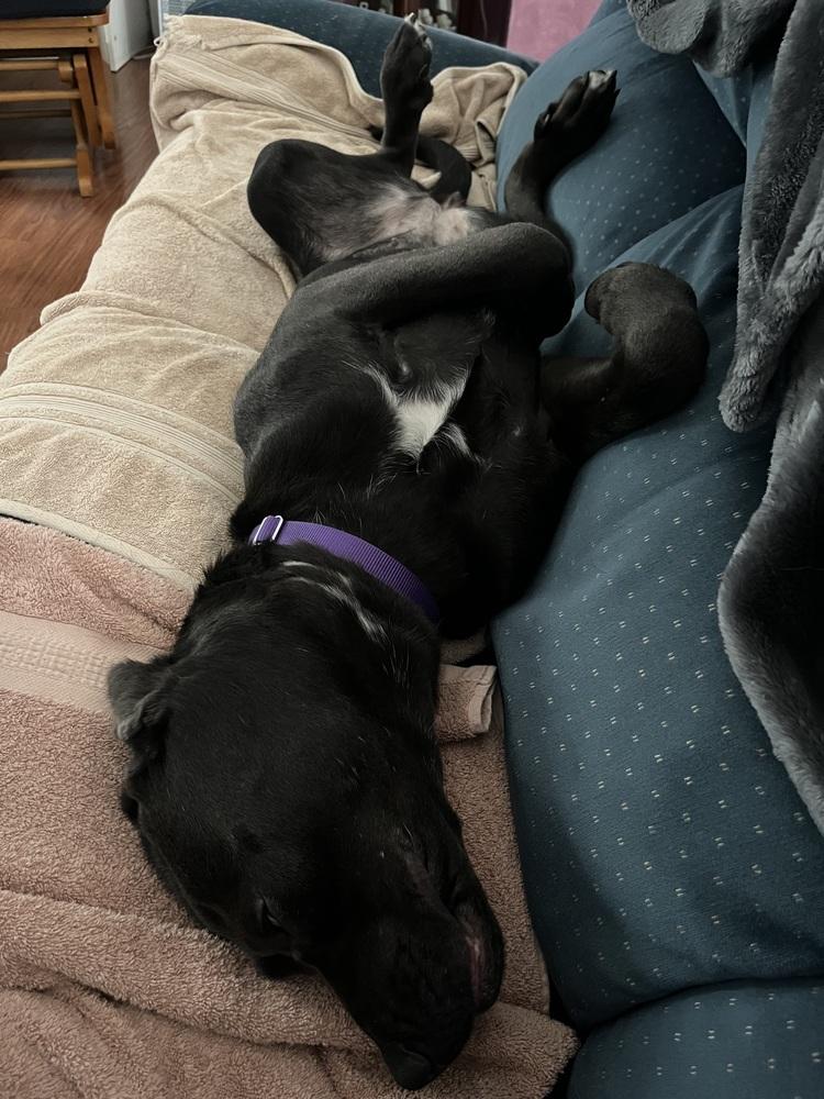 Enlarge Lilac, a Adoptable mixed breed in Mundelein, IL image 4/6