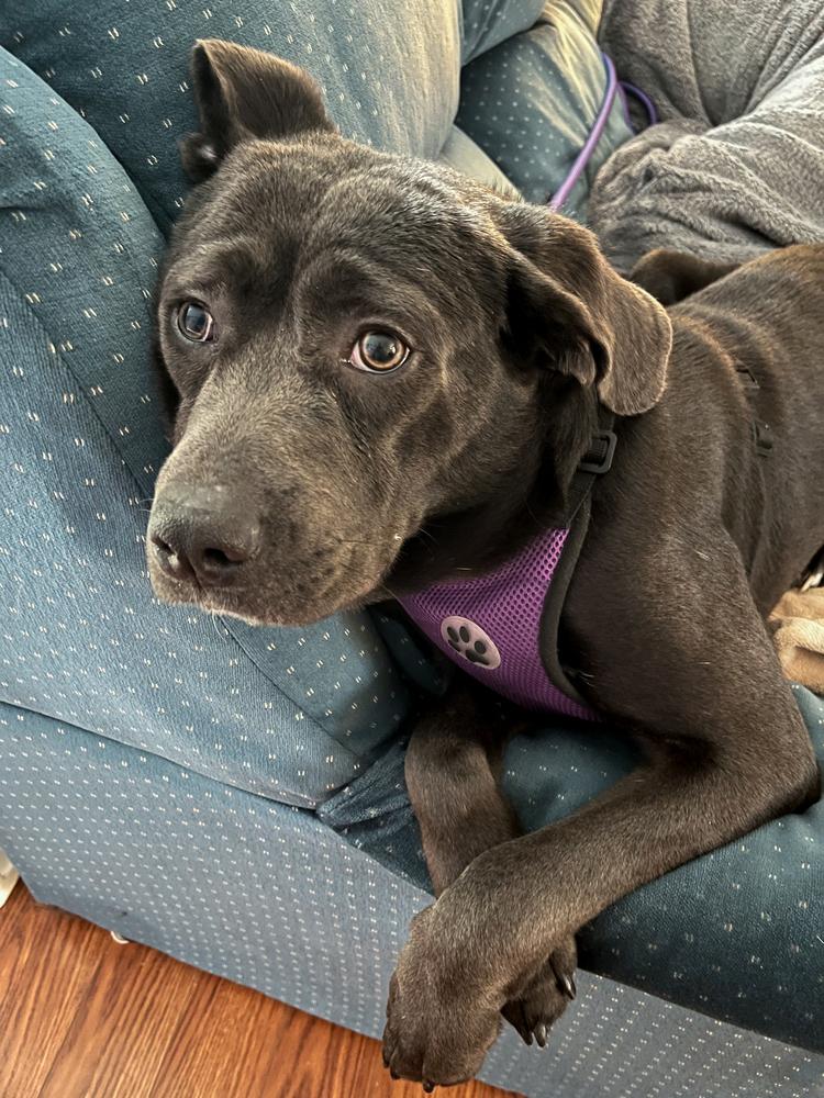 Enlarge Lilac, a Adoptable mixed breed in Mundelein, IL image 5/6