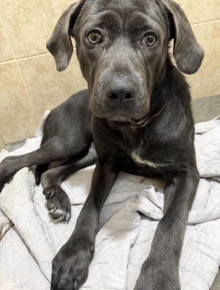 Enlarge Lilac, a Adoptable mixed breed in Mundelein, IL image 6/6