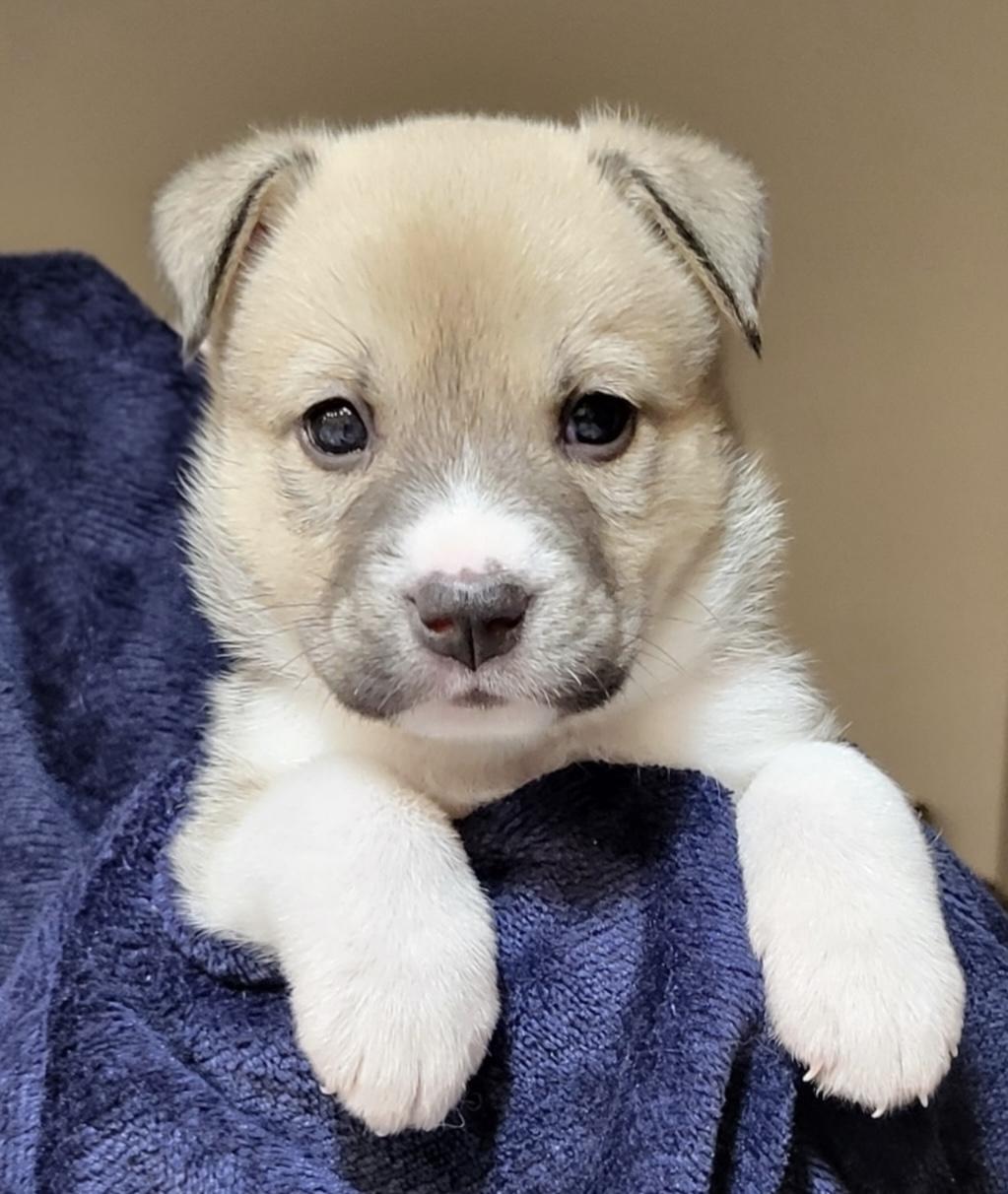 Enlarge Walter, a ADOPTABLE Husky in Tallahassee, FL image 1/4