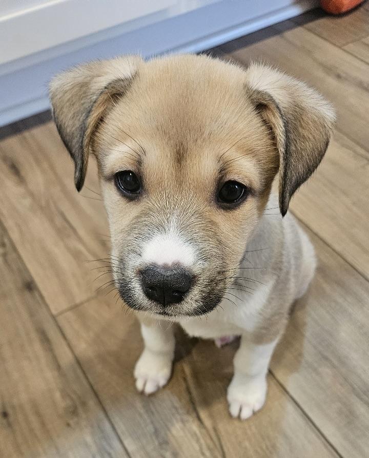 Willa, ADOPTABLE, Puppy Male Husky.