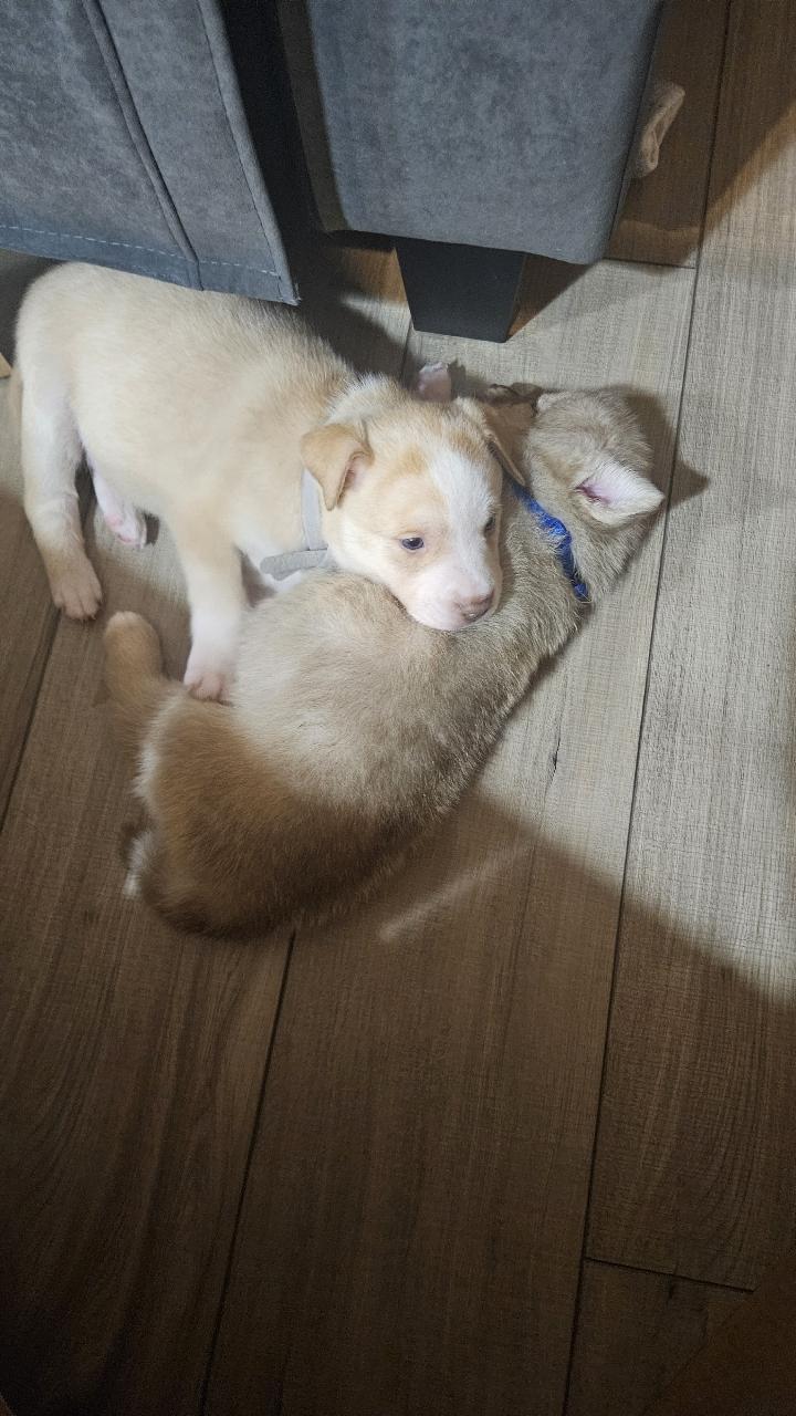 Enlarge Walter, a ADOPTABLE Husky in Tallahassee, FL image 3/4