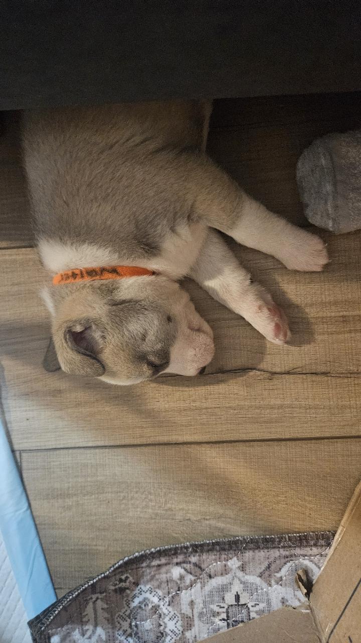 Enlarge Walter, a ADOPTABLE Husky in Tallahassee, FL image 2/4