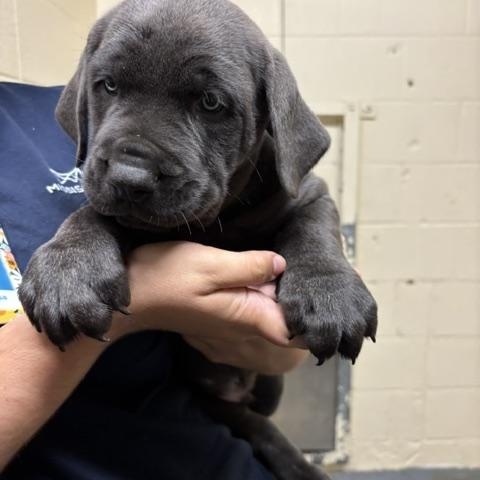 Russet, Adopted, Puppy Male Cane Corso.